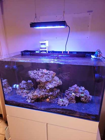 JBJ 65 Gallon All In One Reef Aquarium Plus extras