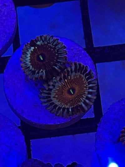 White Zombie Zoa frags available