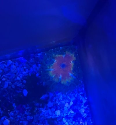 Ultra Rock Flower Anemones (RFAs)