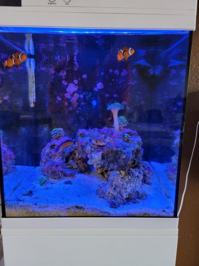 Two paired Clownfish and 1 neon dottyback