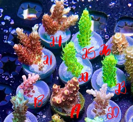 corals3.jpg