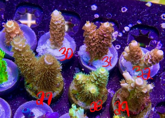 corals4.jpg