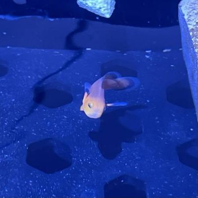 ORA Naked Clownfish fully QTd - Only $20!