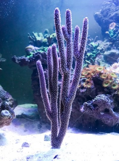 Purple_Tree_Gorgonian_Coral__02025.1610681255.jpg