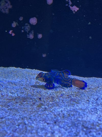 Mandarin Goby, Pistol Shrimp, and Cleanup Crew