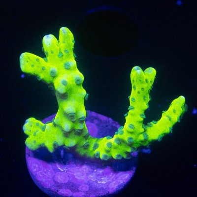 Green Goblin Anacropora.jpg