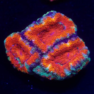 Acan.jpg