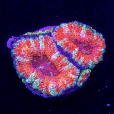 Candy Acan.jpg