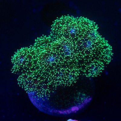 Pocillopora.jpg