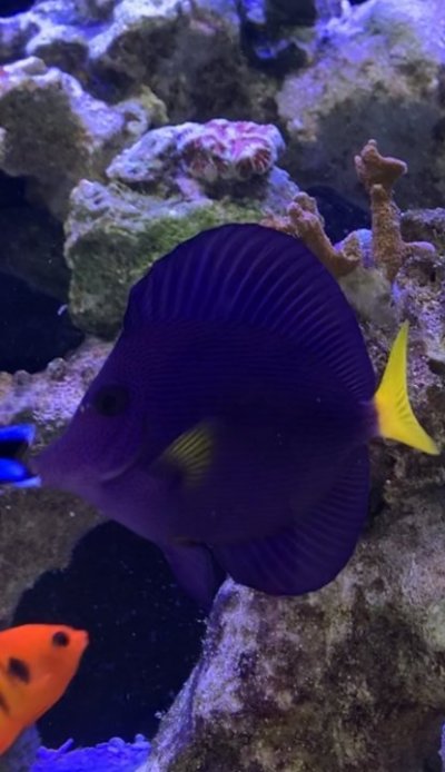 Purple Tang