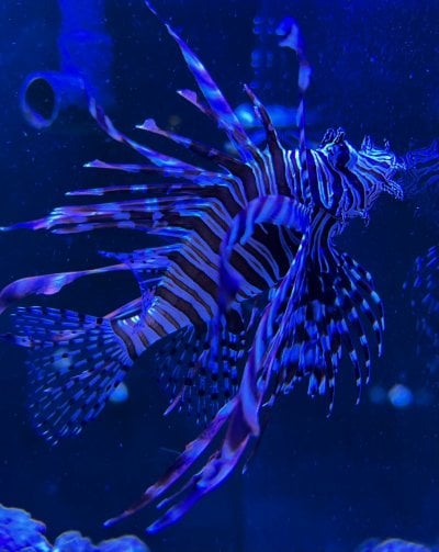 Lion fish for sale