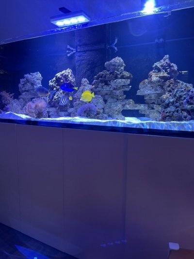 Must sell Waterbox 220 gallon aquarium in Las Vegas