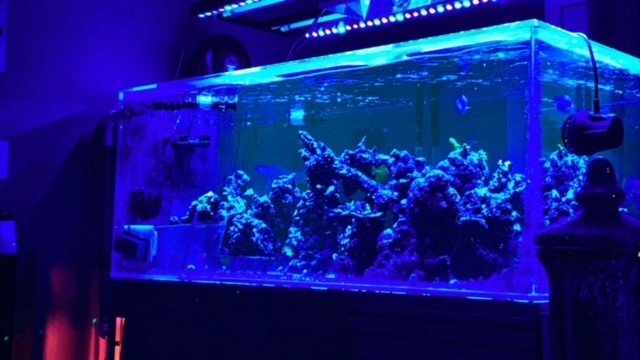 acropora4ufulltankshot.jpg