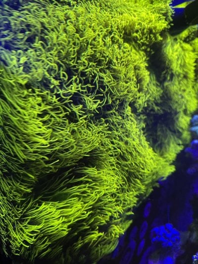 Cut-to-Order Green Star Polyps