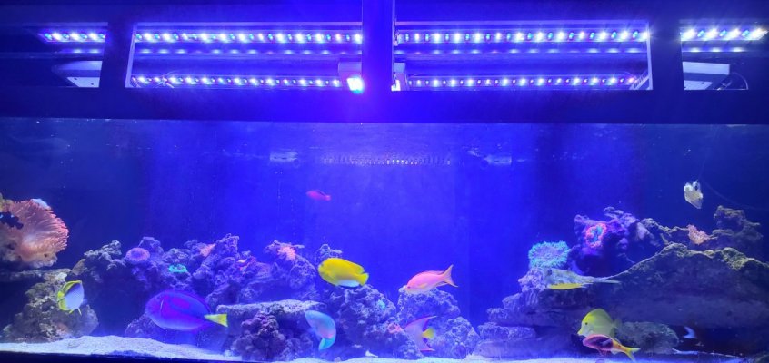 New Open Box 3 powerhead 2100 gph and 2 bluetooth controlled 72 inch reef LED (in use)