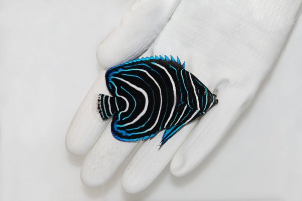 KoranAngelfish_JUV_771x1000.jpeg