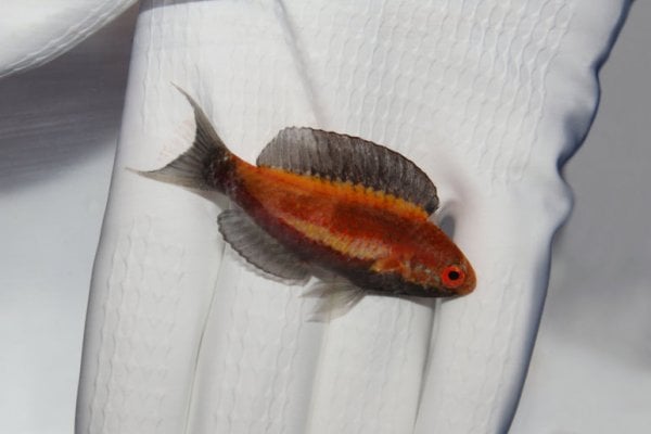 Crescent_Tail_Wrasse_Male_13319053-9fcb-4d09-898f-9c1c55c6d731_771x1000.jpeg