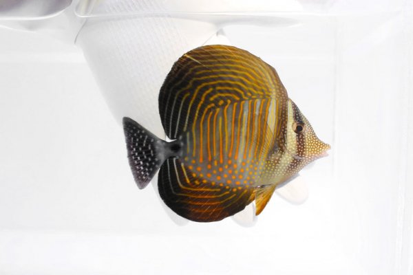 Sailfin_Tang_Desjardini_ddd3f3fa-abd3-4a8c-8ca8-893d3155af35_771x1000 (1).jpeg