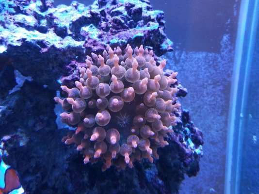 Bubble tip anemone