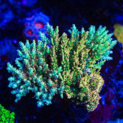 WWC_Snow_Dragon_Acropora_0477.jpg