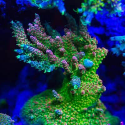 WWC_Bigalow_Joe_Acropora_2122.jpg