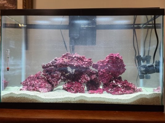 29Gallon_Liverock_first_24_hours.jpg