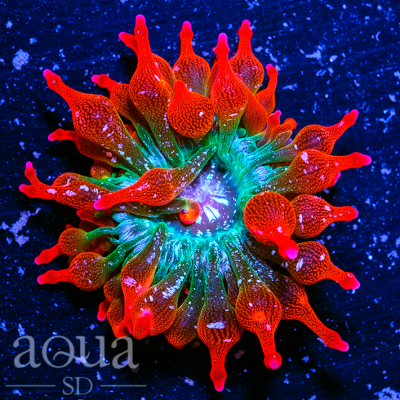 aqua sd underworld anemone.png