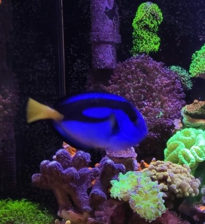 Blue Hippo  Tang