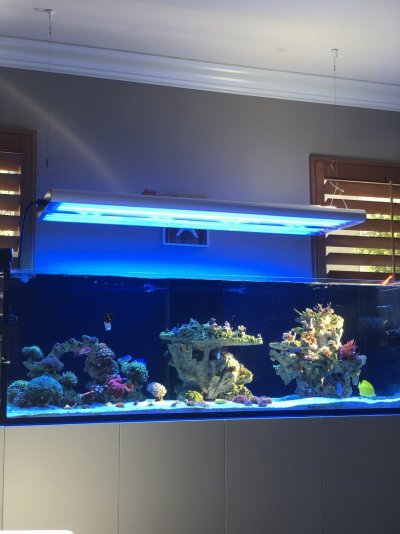 Waterbox 220.6 custom ( apex color plumbing )