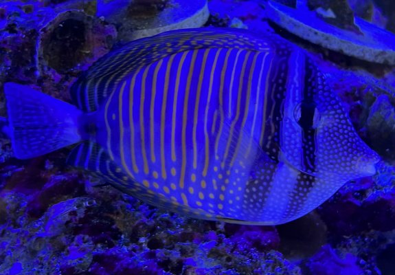 DESJARDIN SAILFIN TANG OR RED SEA SAILFIN TANGFISH