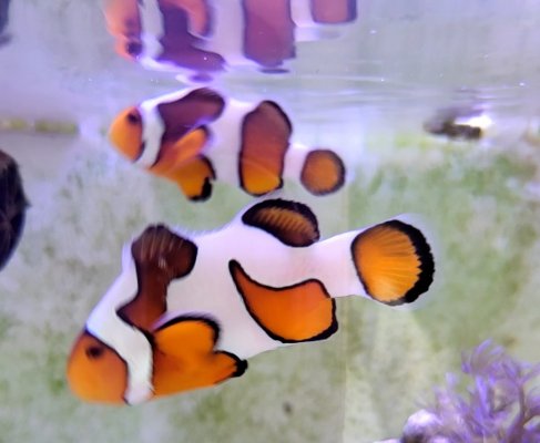 clownfish.jpg