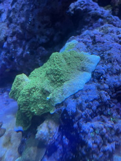 Corals For Sale.  Many Large Pieces. Mature tank teardown due to moving!