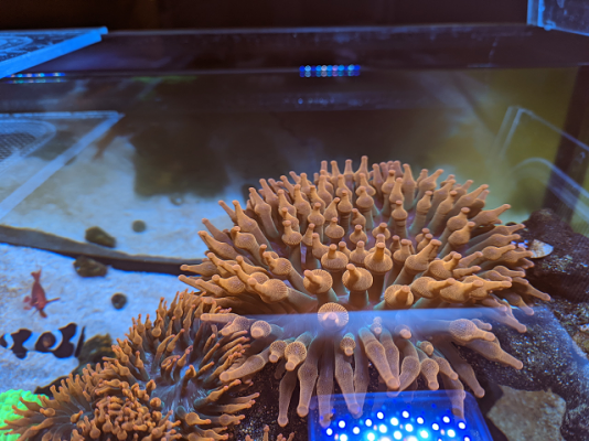 Large Rainbow Bubble Tip Anemone (7-8in)