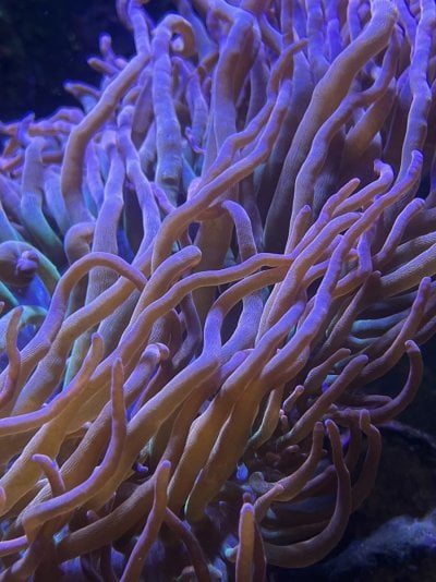 Vivids Rainbow Anemone