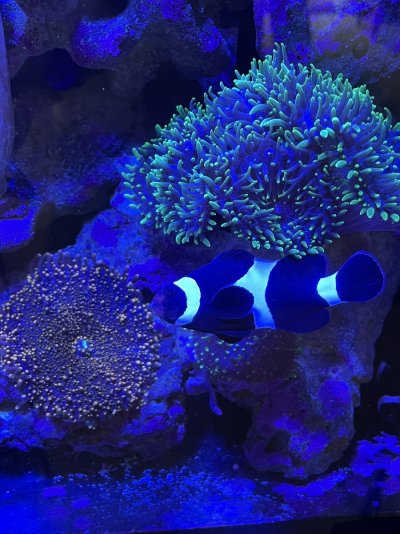 Two Black/White Ocellaris Clownfish to Give to a Good Home
