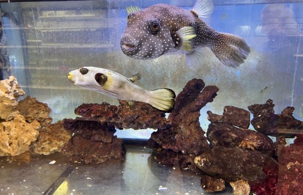 Large Puffers For Sale