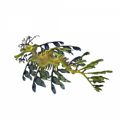 Leafy Sea Dragon.png