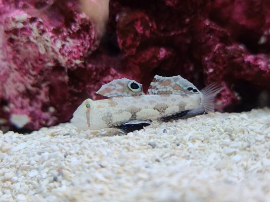 2SpotGoby.jpg