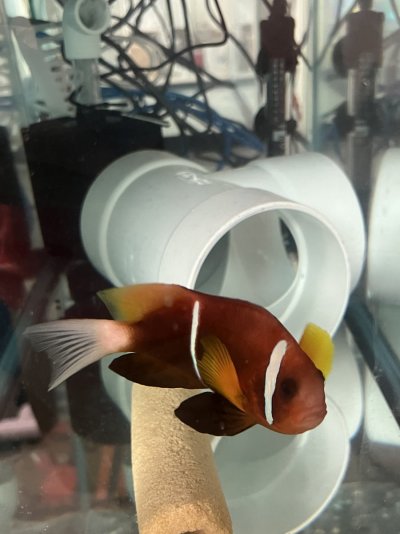 Oman Clownfish 2 JPEG.jpg