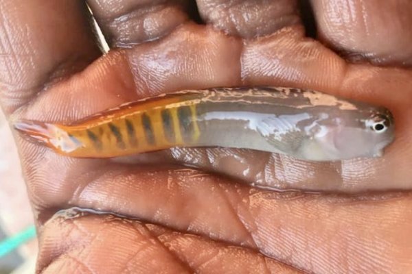 Flame Tail Blenny JPEG.jpg