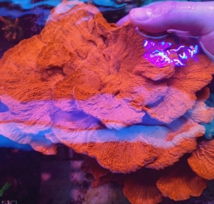 Long island - Show sized red montipora Cap. Colony