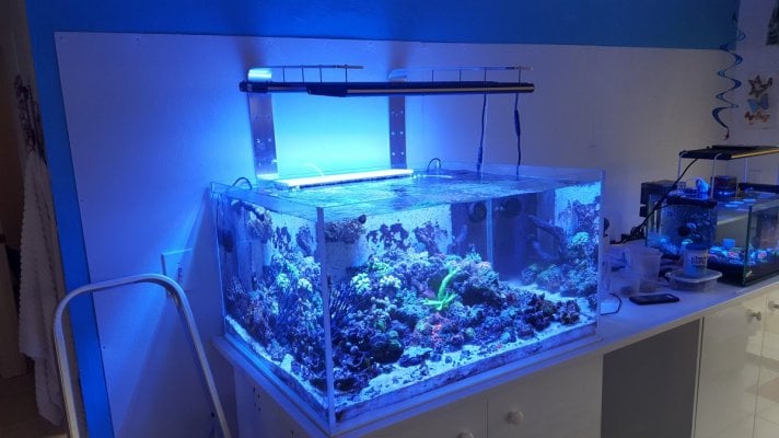 24" Reef Breeder Photon (not the Pro version)