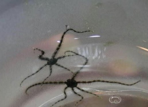 Micro Brittle Stars