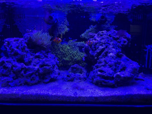 Clowns, Anemones, Shrimps, Goby, Frags