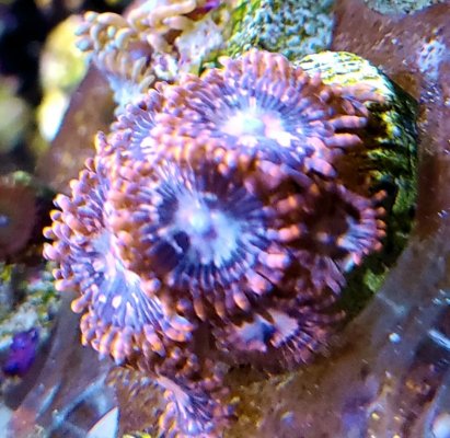 Zoa pack and rainbow bta