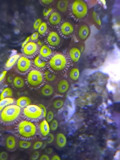 Zoa.jpg