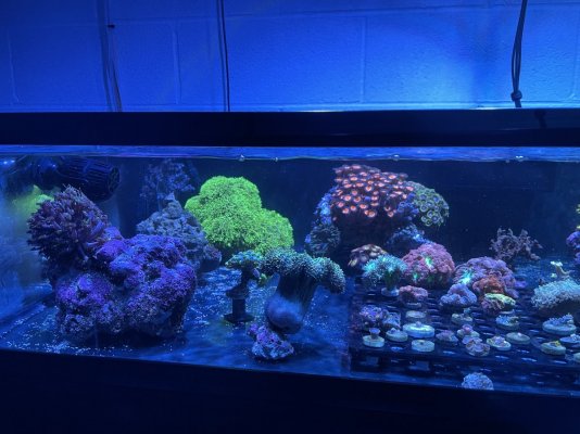 Livestock & Corals - Tank Break Down