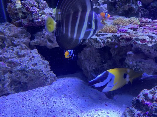 Sailfin tang