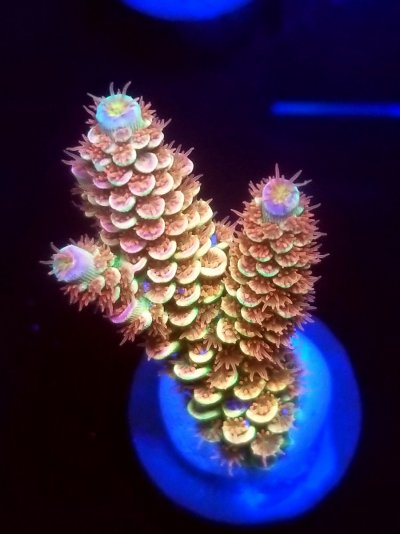 coral (16).jpg
