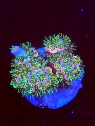 coral (249).jpg